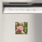 Aimant rose (In Situ (Lave-vaisselle))