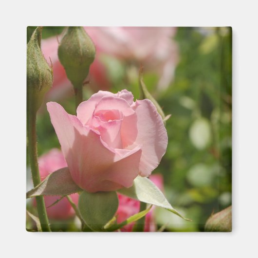 Aimant rose (Devant)