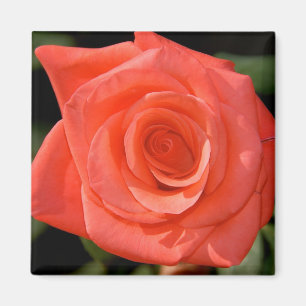 Aimant rose