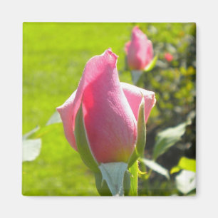 Aimant rose