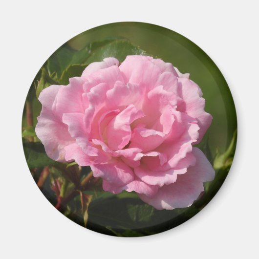 Aimant rose (Devant)