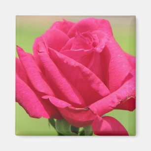 Aimant Rose