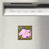 Aimant Rose (In Situ (Lave-vaisselle))