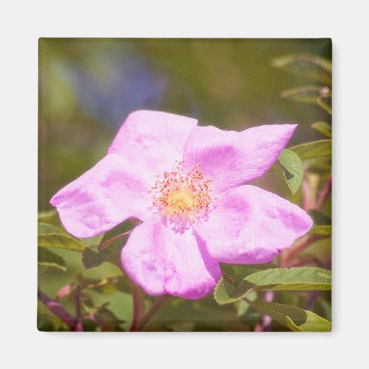 Aimant Rose (Devant)