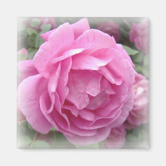 Aimant rose