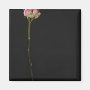 Aimant Rose 3 de rose