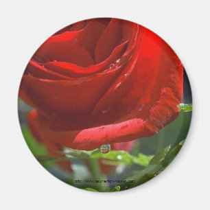 Aimant Rose Aimant-Rouge avec l'étoile de l'eau