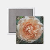 Aimant Rose Ambridge en pleine floraison (Recto/Verso)