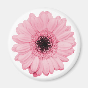 Aimant rose avec une belle fleur de gerbera