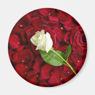 Aimant Rose blanc sur les pétales rouges