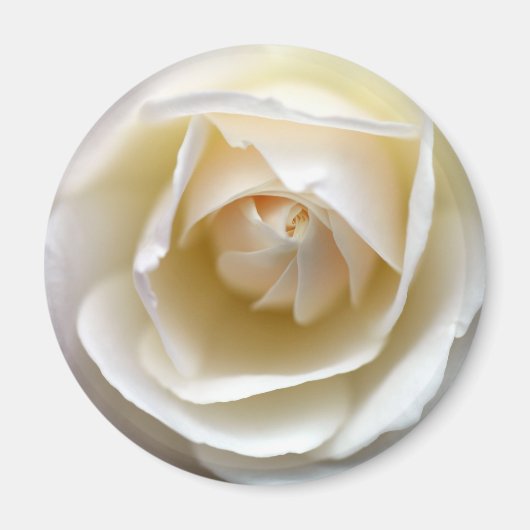 Aimant Rose blanche (Devant)