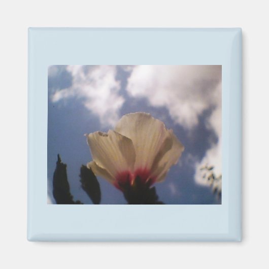 Aimant Rose blanche (Devant)