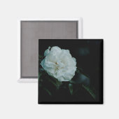Aimant Rose blanche (Recto/Verso)