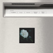 Aimant Rose blanche (In Situ (Lave-vaisselle))