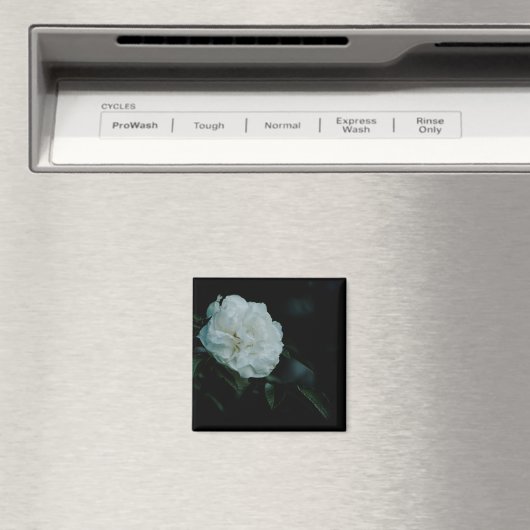 Aimant Rose blanche (In Situ (Lave-vaisselle))