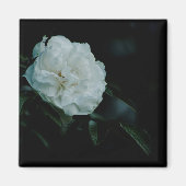 Aimant Rose blanche (Devant)