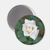 Aimant rose blanche (Recto/Verso)