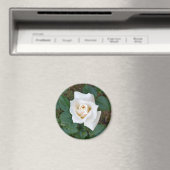Aimant rose blanche (In Situ (Lave-vaisselle))