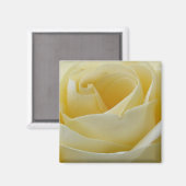 aimant rose blanche crème (Recto/Verso)