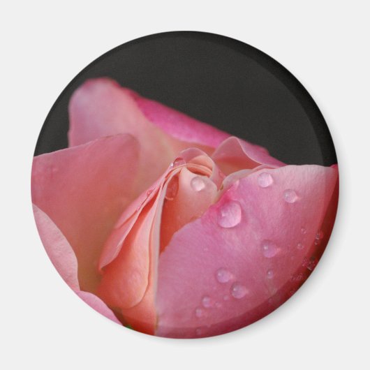 Aimant - Rose Bud (Devant)