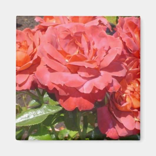 Aimant Rose corail (Devant)