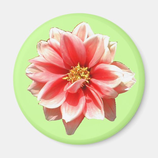 Aimant rose Dahlia (Devant)
