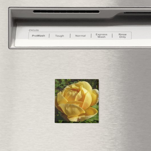 Aimant Rose d'Angleterre (In Situ (Lave-vaisselle))