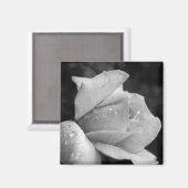 Aimant Rose de la paix (Recto/Verso)