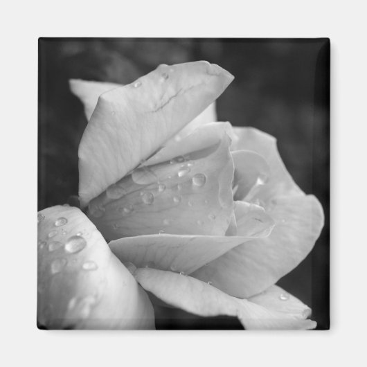 Aimant Rose de la paix (Devant)