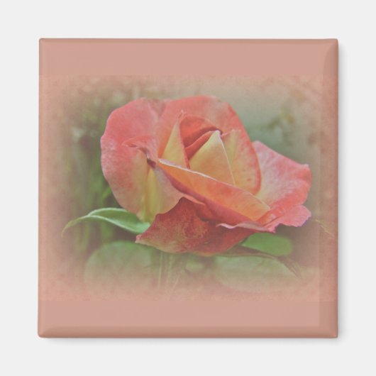 Aimant Rose de paix en fleurs (Devant)