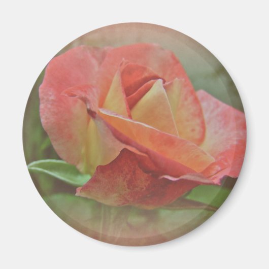 Aimant Rose de paix en fleurs (Devant)