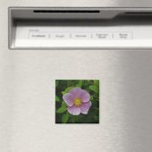 Aimant Rose de rose sauvage (In Situ (Lave-vaisselle))