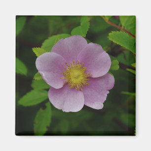 Aimant Rose de rose sauvage