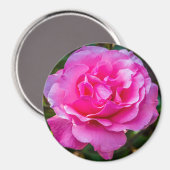 Aimant Rose délicate. (Recto/Verso)