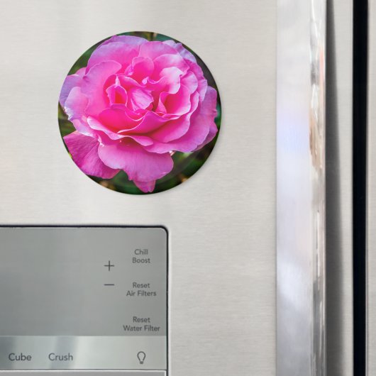 Aimant Rose délicate. (In situ (réfrigérateur))
