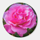 Aimant Rose délicate. (Devant)