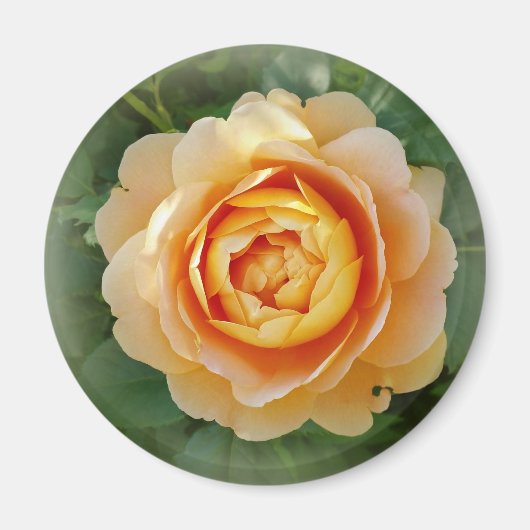 Aimant Rose d'or (Devant)