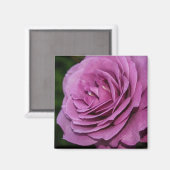 Aimant Rose du jardin Magenta (Recto/Verso)