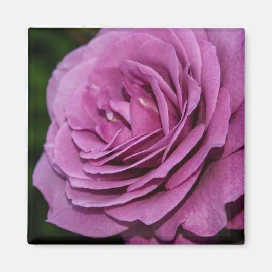Aimant Rose du jardin Magenta (Devant)