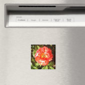 Aimant Rose du jour ensoleillé....... (In Situ (Lave-vaisselle))