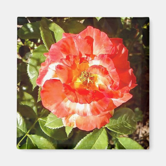 Aimant Rose du jour ensoleillé....... (Devant)