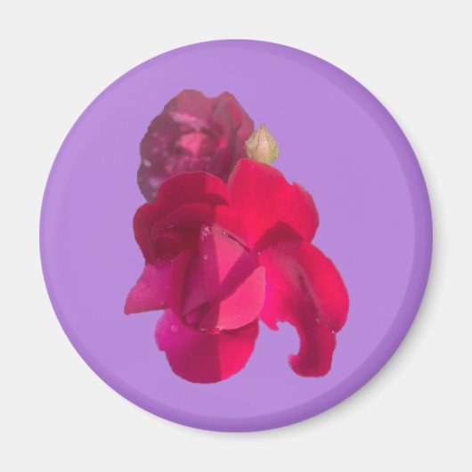 AIMANT ROSE E (Devant)