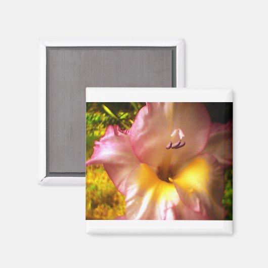 Aimant rose en floraison (Recto/Verso)