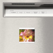 Aimant rose en floraison (In Situ (Lave-vaisselle))