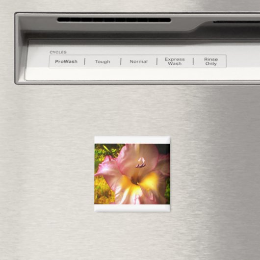 Aimant rose en floraison (In Situ (Lave-vaisselle))