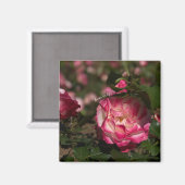 Aimant Rose et blanche (Recto/Verso)