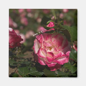 Aimant Rose et blanche (Devant)