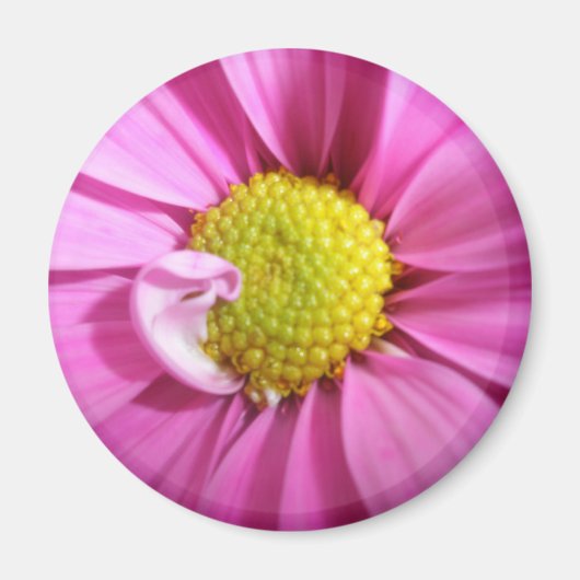 Aimant rose Gerber Daisy (Devant)