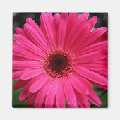 Aimant rose Gerbera (Devant)