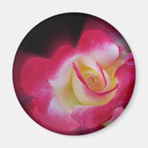 Aimant rose jaune